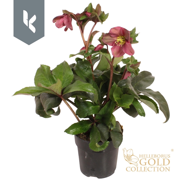 <h4>HGC Helleborus Ice N Roses Red</h4>
