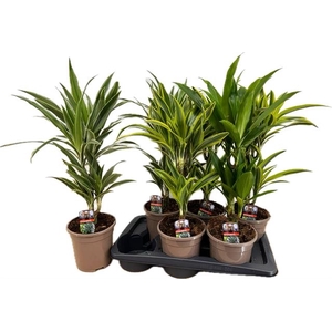 Dracaena mix 17Ø 60cm 2pp