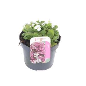 Arabis cauc. Little Treasure White