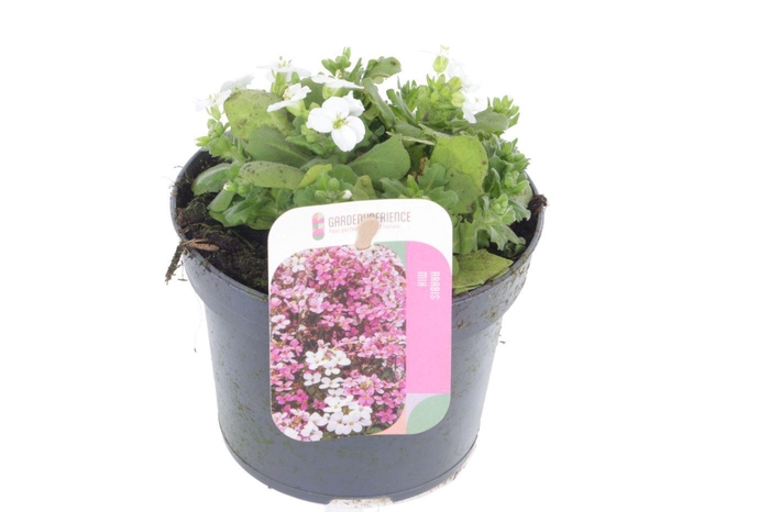 <h4>Arabis cauc. Little Treasure White</h4>