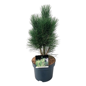 Pinus nigra 'Green Tower'