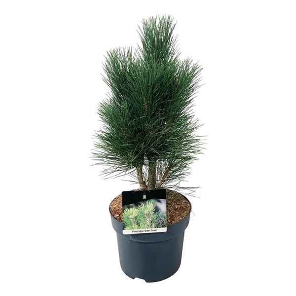 <h4>Pinus nigra 'Green Tower'</h4>