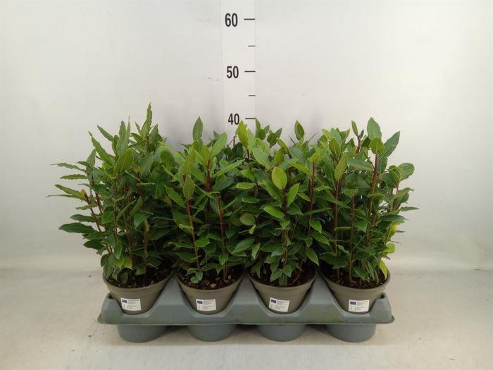 <h4>Laurus nobilis</h4>