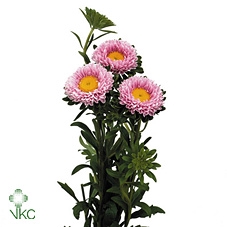 Callistephus Matsumoto Pink (x bunche)