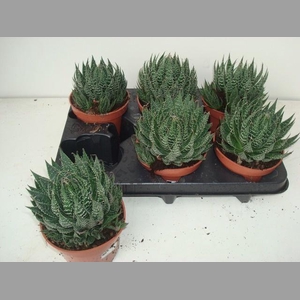 ALOE ARISTATA