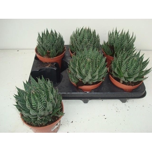 ALOE ARISTATA