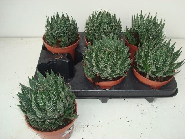 <h4>ALOE ARISTATA</h4>