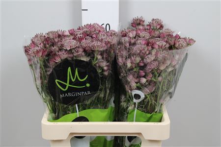 <h4>Astrantia major 'Star of Africa'</h4>