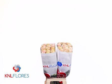 <h4>R Gr Quicksand</h4>