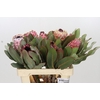 Protea Barbigera Air