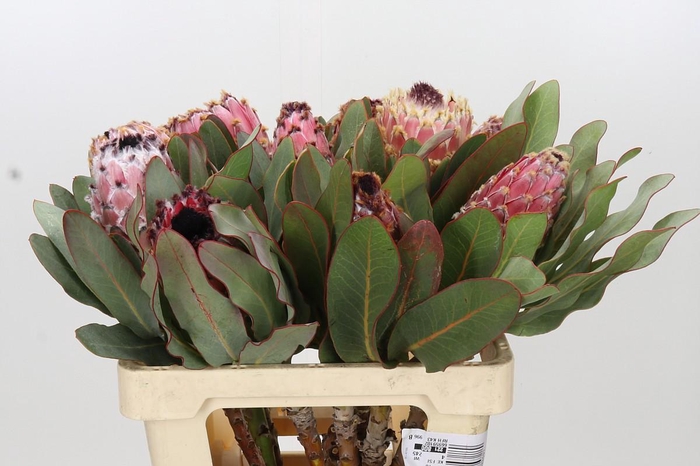 Protea Barbigera Air