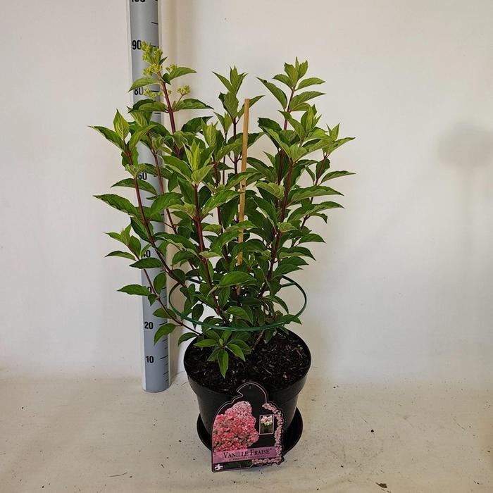 <h4>Hydrangea paniculata Vanille-Frais</h4>