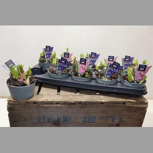 Hyacin Mult Gem 2 Kl