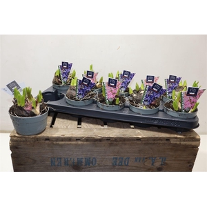 arr8 Hyacin Mult Gem 2 Kl