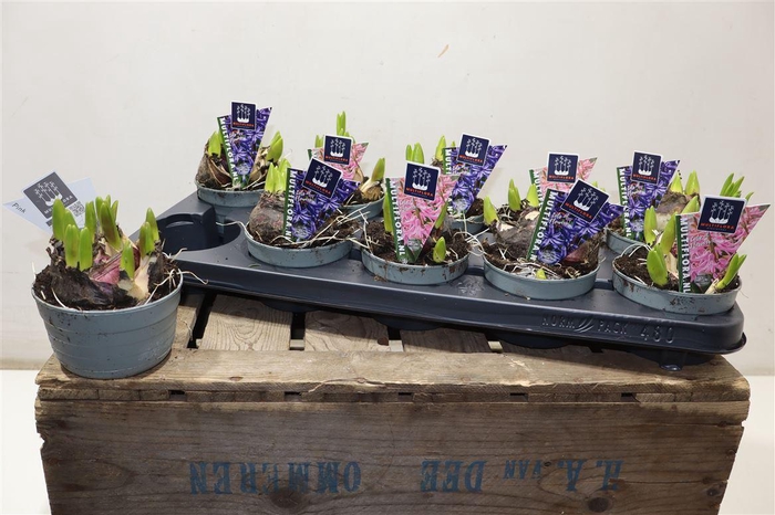 <h4>Hyacin Mult Gem 2 Kl</h4>