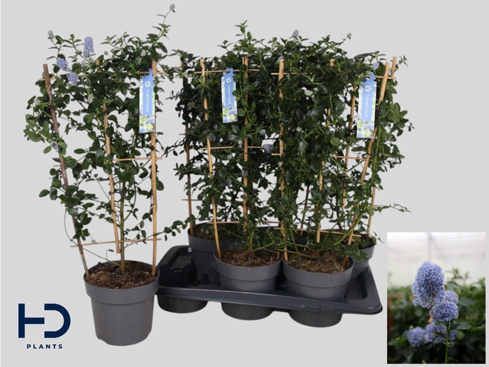 <h4>CEAN TH REPENS</h4>