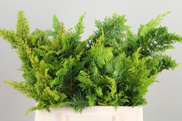 CONIFEER TERAGONA PER BUNCH