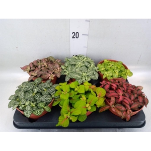 Fittonia   ...mix