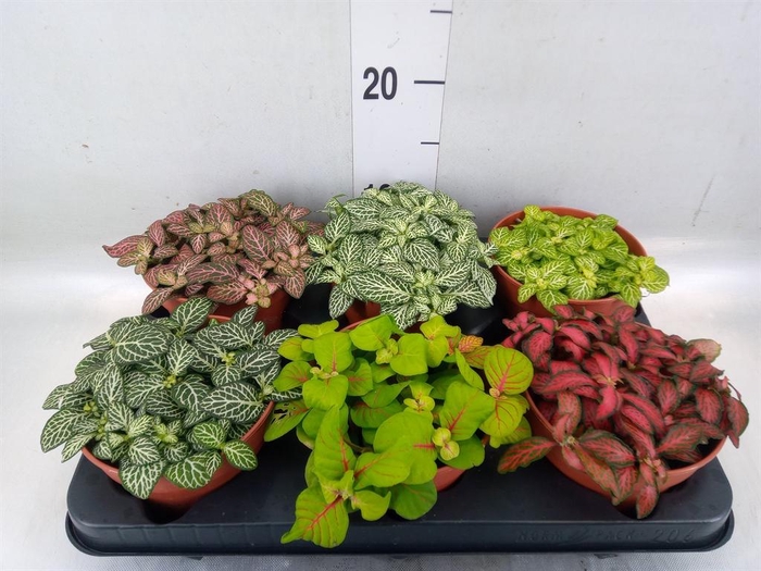 <h4>Fittonia   ...mix</h4>