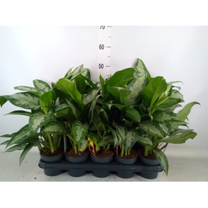 Aglaonema  'Jubilee'
