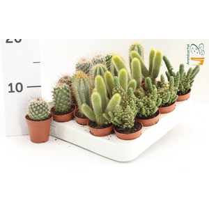 Cactus gemengd