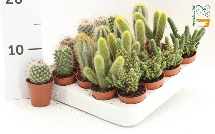 <h4>Cactus gemengd</h4>