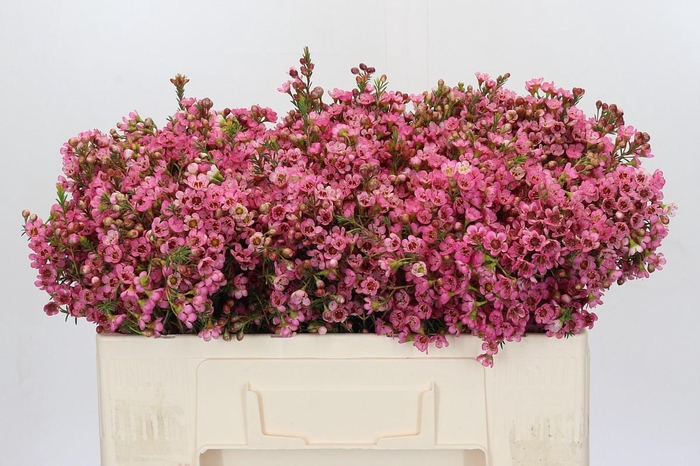 <h4>Chamelaucium Sarah's Delight</h4>