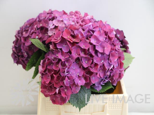 <h4>Hydrangea my mon amour purle</h4>