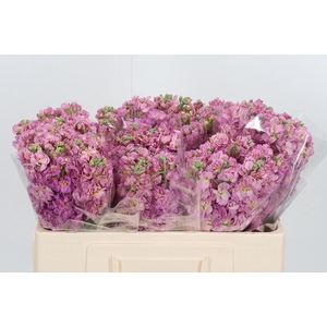 Matthiola Incana Roze