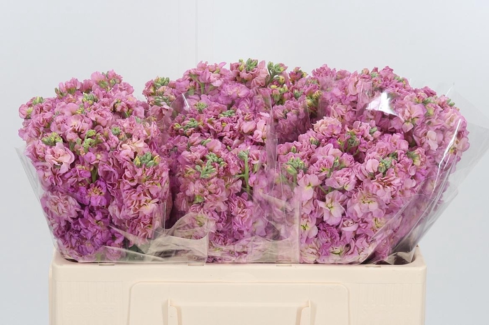 <h4>Matthiola Incana Roze</h4>
