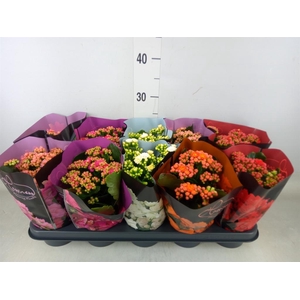 Kalanchoe blos.   ..rosebud rs fl 5