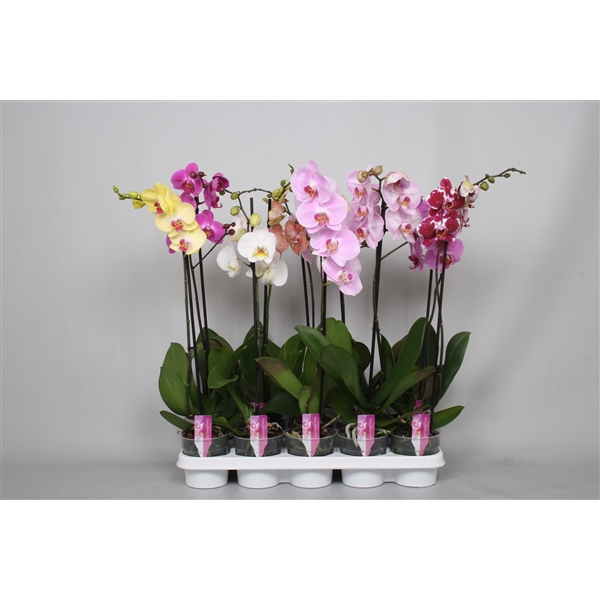 <h4>Phalaenopsis 1-spike A2</h4>