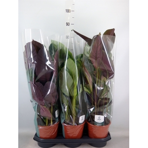 Calathea   ...mix