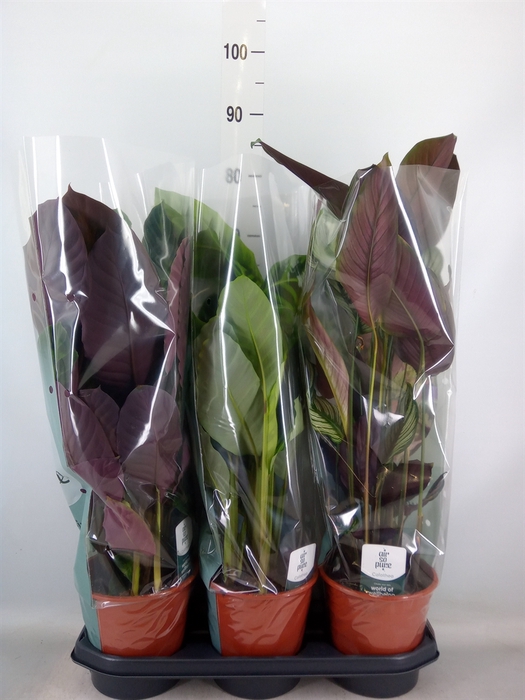 <h4>Calathea   ...mix</h4>