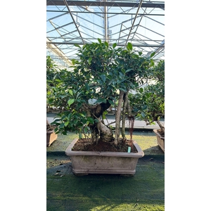 Ficus retusa, pot 46cm. Height 80cm.( single item)