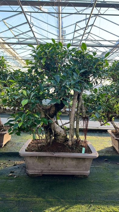 <h4>Ficus retusa, pot 46cm. Height 80cm.( single item)</h4>
