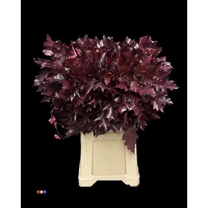 Eikeblad Transparant Cerise 80cm