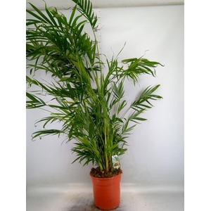 Dypsis lutescens   ...Chrysalidoca