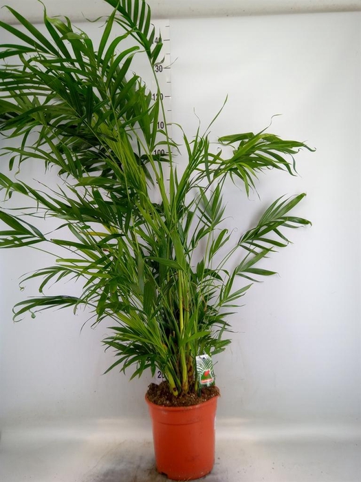 <h4>Dypsis lutescens   ...Chrysalidoca</h4>