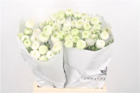 <h4>Ran El. White Ex</h4>