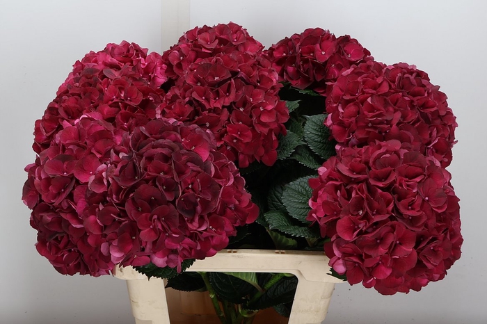 <h4>Hyd M Mag Dark Ruby 60-18</h4>