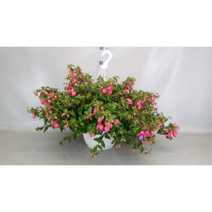 Fuchsia   ...