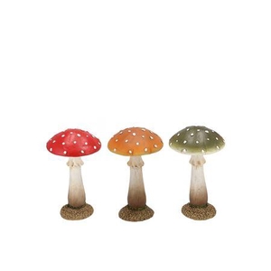 Wonderland Mushroom Scottisch Spice Amanita Ass 11