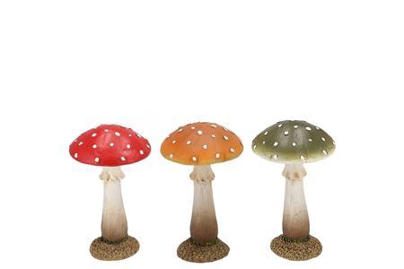 <h4>Wonderland Mushroom Scottisch Spice Amanita Ass 11</h4>