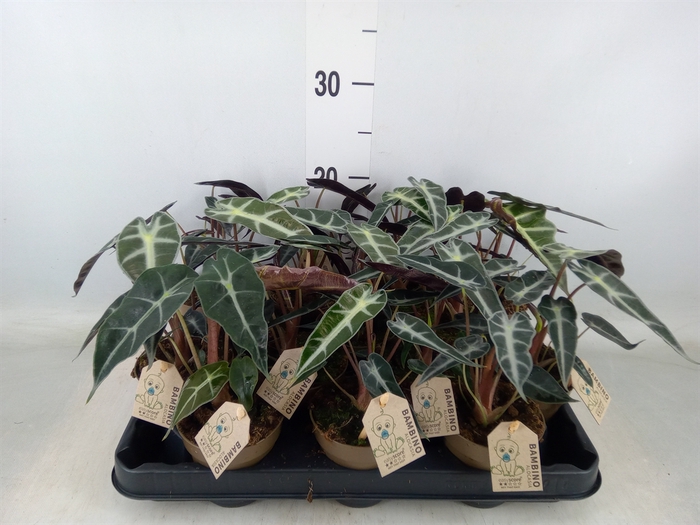 <h4>Alocasia   ...</h4>