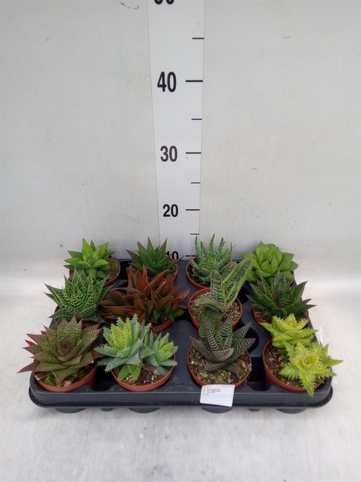 <h4>Aloe   ...mix</h4>