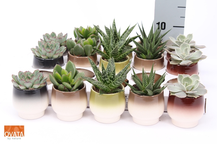 <h4>SUCC GEM 5 SRT</h4>