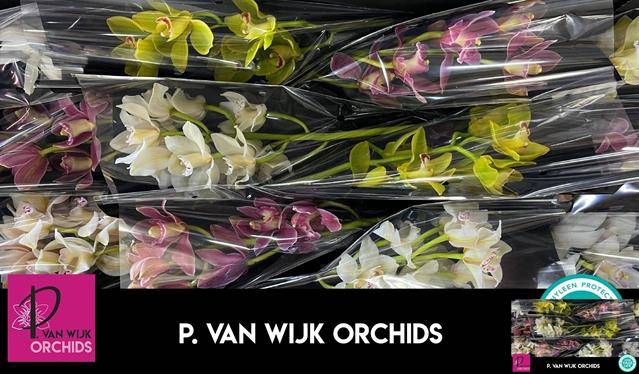 <h4>CYMB T GEM RONALD AMMERLAAN</h4>