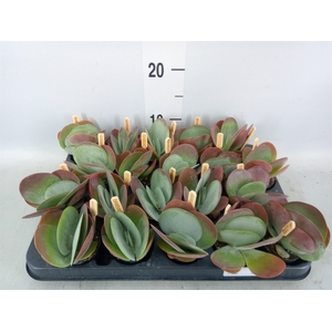 Kalanchoe NF thyrsiflora