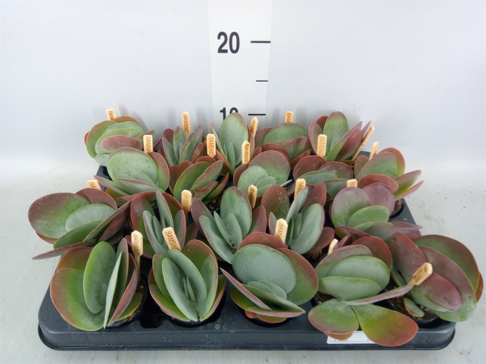 <h4>Kalanchoe NF thyrsiflora</h4>